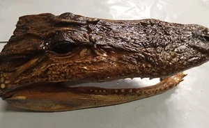 Alligator Head 7-9 Inches Genuine Taxidermy Gator - Picture 1 of 5