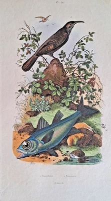 Blaubarsch Fisch Säbelschnäpper Vogel Stahlstich handkoloriert 1839 Guerin - Bild 1 von 3
