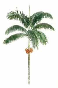 Montgomery Palm by Dean Northwood, Wall Art Print Poster 14" x 11" 2231 - Picture 1 of 1