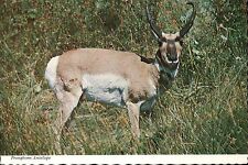 Pronghorn Antelope, Prong Buck, Mammal Native to North America - Animal Postcard