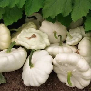 White Patty Pan Squash Seeds – 20 Seeds, Premium Quality Heirloom Variety - Picture 1 of 3