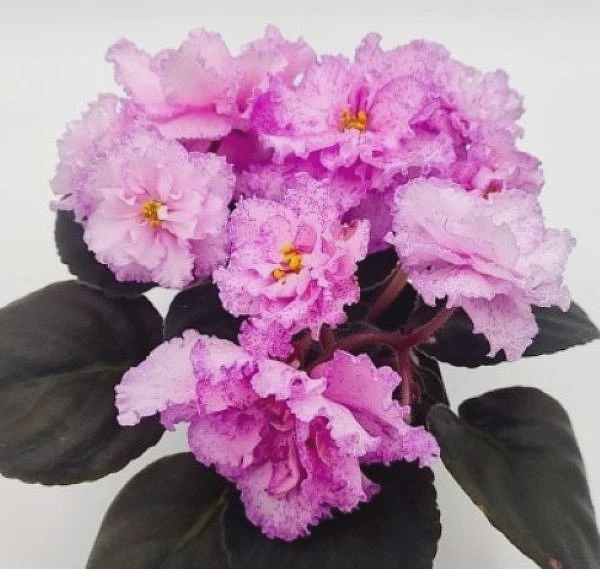 PLANTA VIOLETA AFRICANA ~ PT-Rosalyn (Pugacheva) RARA PLANTA GRANDE 'Rozalin' Foto 1 de 1