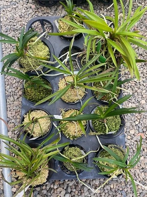 Neofinetia falcata (orquídea japonesa) 12 variedad ESPECIAL ¡¡Juego Neo!! ¡¡OFERTA!! Especie Foto 1 de 4