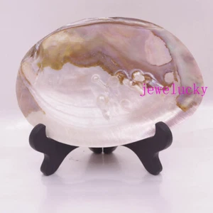 Collectibles Huge Mother of Pearl Shell Clam Display 150mm-160mm Random 1 Pcs - Picture 1 of 7