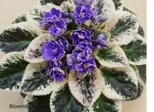 African Violet * Buckeye Scrumptious 30