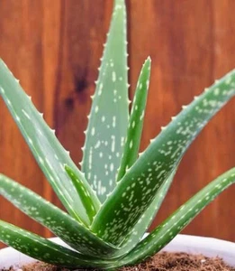 Organic Aloe Vera Plant : $27.99 Free Postage - Picture 1 of 1