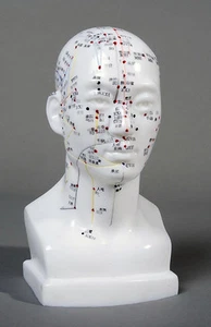 Modelo anatómico de acupuntura de cabeza masculina NUEVO - Imagen 1 de 4