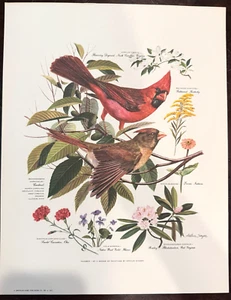 Vintage 8er Set Arthur Singer 1956 Portfolio Vogel Drucke Vogelbeobachtung Botanicals RTF - Bild 1 von 12