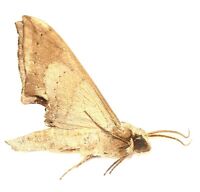 SPHINGIDAE TERETHRA JUGURTHA from TOGO LEPIDOPTERA SPHINGIDAE TERETHRA JUGURTHA from TOGO LEPIDOPTERA
