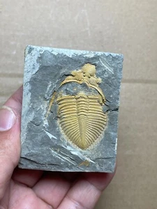 167g natural Silurian period Coronocephalus Trilobite specimen stone - Picture 1 of 13