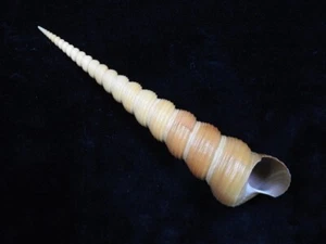 Terebra Sea Shell 141 mm ID#8307 - Imagen 1 de 3