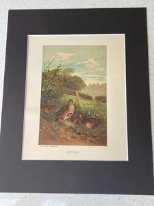 Chromolithograph Circa 1880's L. Prang/Selmar Hess -PARTRIDGE (bird) - Picture 1 of 6