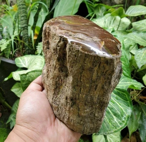 800 Gr BIG NATURAL AMBER PARTLY POLISHED, YELLOWISH BROWN - Picture 1 of 6