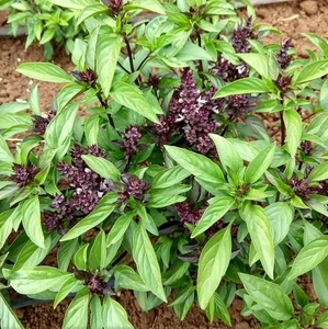 Thai Basil 100 - 500 - 1000 - 5000 Seeds culinary herbs Thai cuisine - Picture 1 of 5