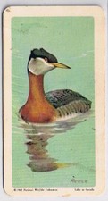 Brooke Bond Red Rose Tea Card #2 Red Necked Grebe Birds Of North America