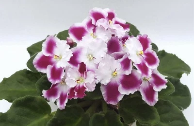 Planta violeta africana. Planta de inicio grande Optimara Millennia. Estándar. Foto 1 de 3