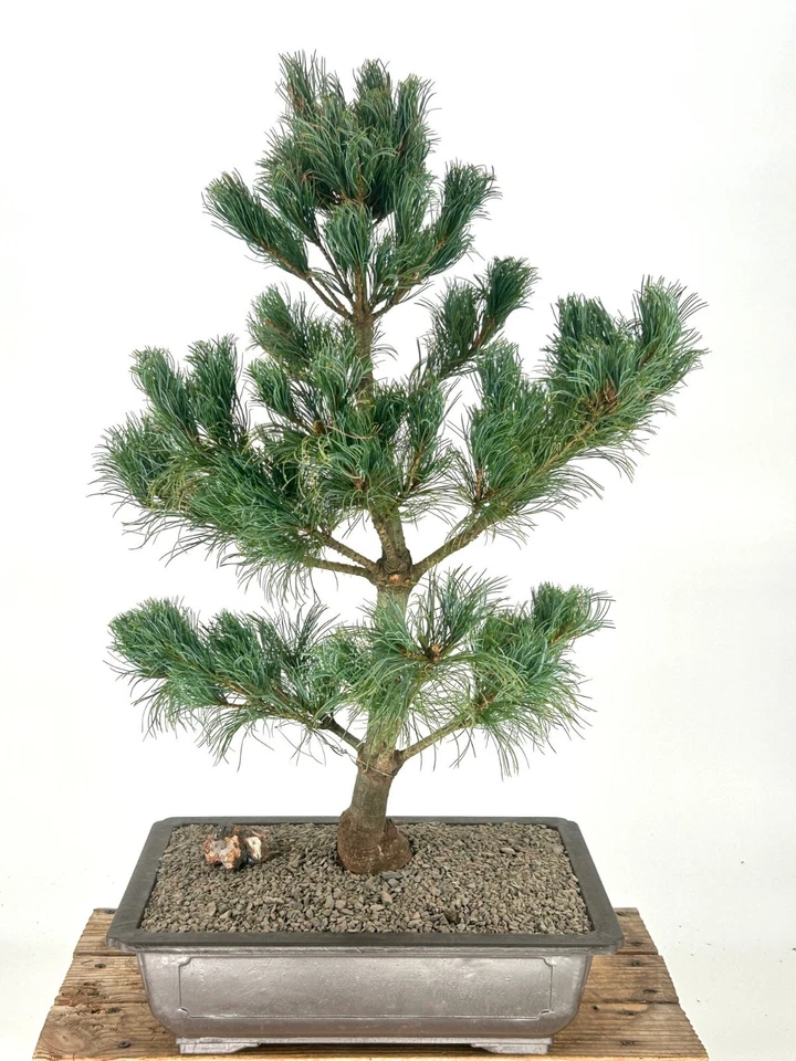 Japanese White Pine Bonsai Tree 28"H Outdoor Evergreen Pinus Parviflora Bergman - Image 1 of 3