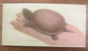 Vintage - 1962 - Gelles Widmer - Reptile CARD -4. Stinkpot - Picture 1 of 2