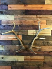 Amazeen Outdoors Elk Shed Antler Mount Hanger Moose Whitetail Sheds Bone Skull
