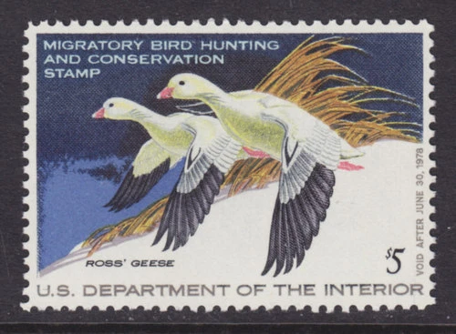 US Sc RW44 MNH. 1977 $5 Ross' Geese Duck Stamp, VF - Image 1 of 1