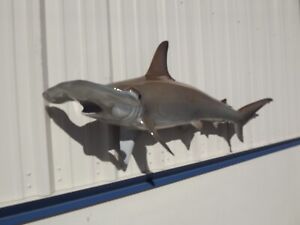 67" Hammerhead Shark  Shark Mount Replica - Quick Production