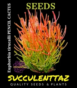 Euphorbia tirucalli 10 x Seeds FIRE STICKS PENCIL CACTUS succulent Cacti collect - Picture 1 of 4