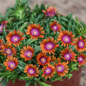 Delosperma 'Sundella Apricot'. Plug Plant x 4. Evergreen succulent for rockeries - Picture 1 of 2
