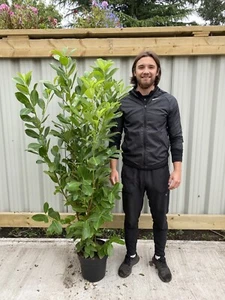 10 x 5-6ft Potted Cherry Laurel Hedge Plants (Multi-Buy Offers Available) - Picture 1 of 2