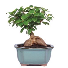 Tropical Beauty Gensing Grafted Ficus Bonsai Tree Home Office Store Gift Idea