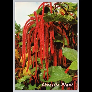 Postal de Colección Planta de Chenilla Japón Sin Publicar Escénica Coleccionable Vista Original - Imagen 1 de 4
