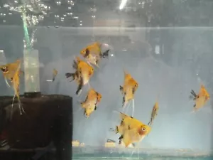 Angelfish Koi Angels Mix -2 pack Quarter Sized Live Angel fish - Picture 1 of 3