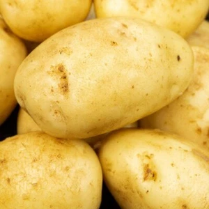 Maris Piper Seed Potato,Famous Variety Seed Potatoes -for Planting, X20 Tubers - Picture 1 of 2