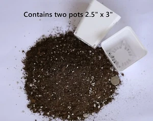 Soil Lithops Conophytum two pots planting soil - Picture 1 of 7