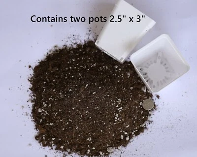 Soil  Lithops Conophytum  two pots planting soil - Image 1 of 4