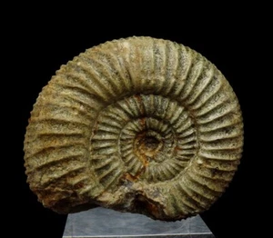 AMONITA - Perisphinctes --- 7,6 cm -- JURASSIC Oxfordian -------- POLONIA /pf633 - Imagen 1 de 8
