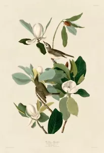 Warbling Flycatcher by John James Audubon Song Bird Art Print 8x12 Inches - Picture 1 of 1