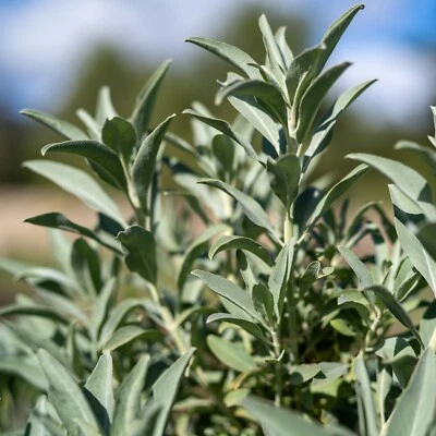 White Sage Seeds Salvia Apiana - Certified Organic, NOT WILD HARVESTED BULK SIZE - Image 1 of 4