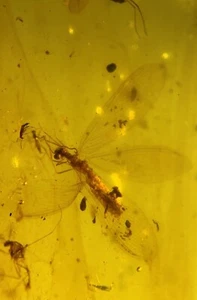 Myrmeleontidae Lizard skin burmite Cretaceous Amber fossil dinosaurs era - Picture 1 of 5