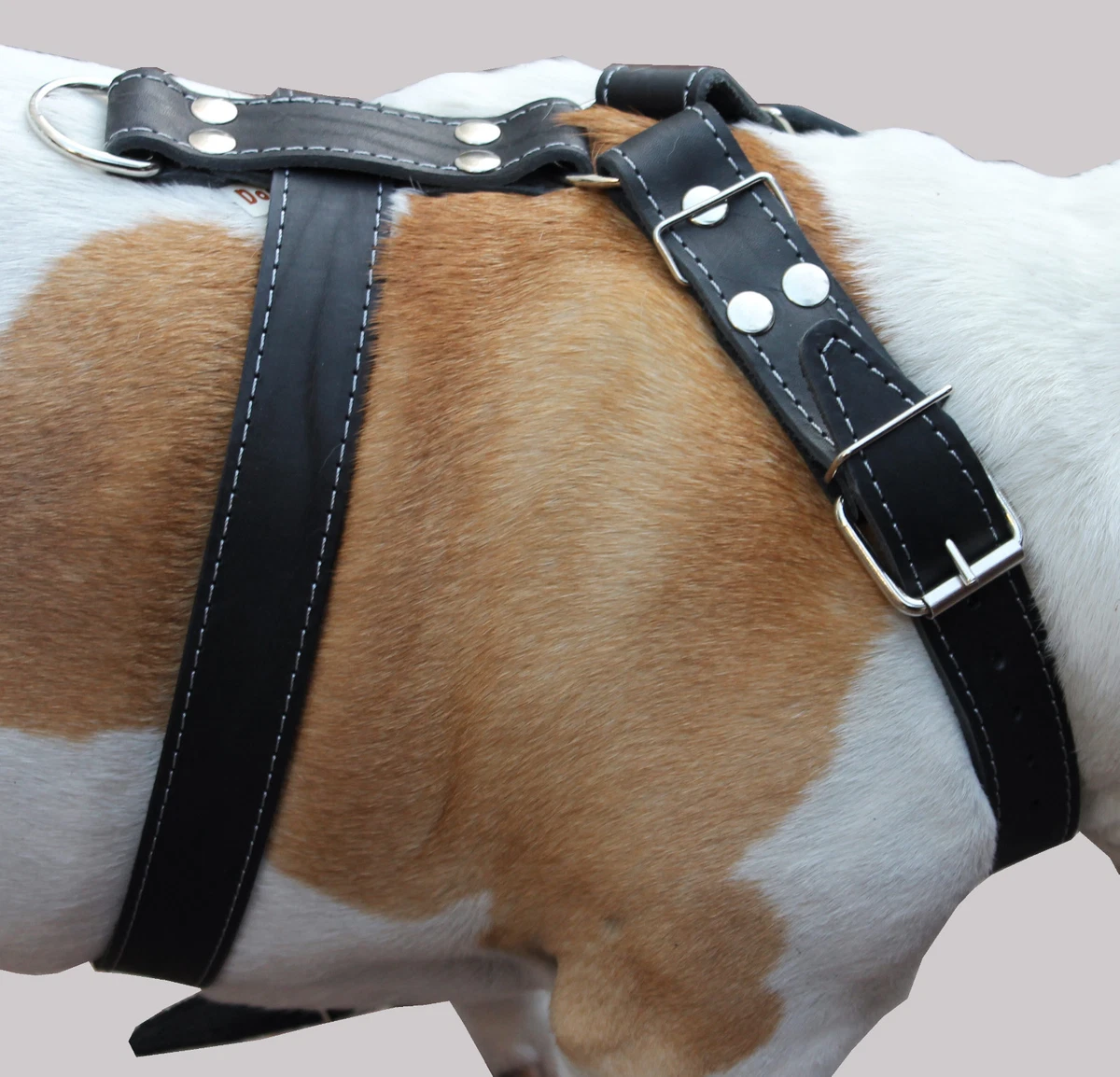 Collares De Perro De Cuero Rottweiler - EBay