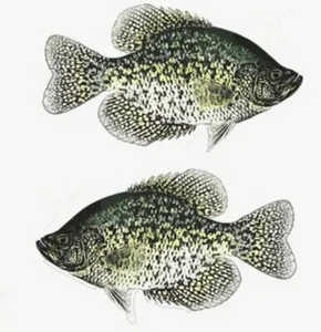 Set of 2 Black Crappie Stickers Decal 4.75”x2.5” Fishing - Picture 1 of 1
