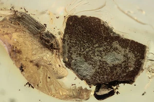 CYLINDRICAL BARK BEETLE & BARK Zopheridae Bitoma BALTIC AMBER + HQ Pic 131202 - Picture 1 of 4