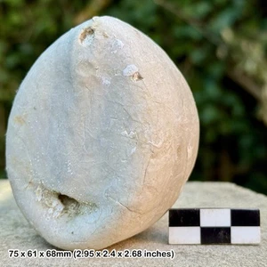 A-Grade British Chalk Fossil Echinoid – Echinocorys scutata depressula | - Picture 1 of 2