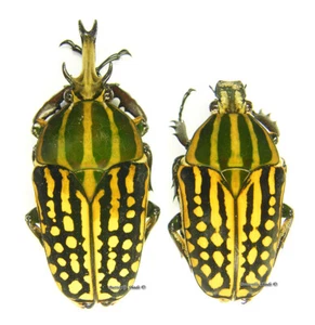 Unmounted beetle/Cetoniidae - Chelorrhina savagei, PAIR 4 - Imagen 1 de 1