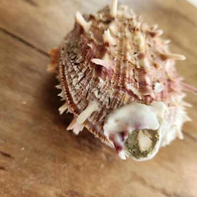Spiny Oyster 2.5" - Beach Decor - Oyster - Sea Life - Image 1 of 4