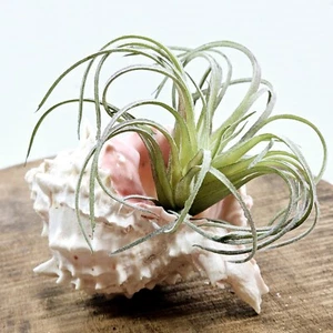 Natural Conch Murex Ramosus Spiney Seashell Air Plant Pink From Tanzania - Picture 1 of 8