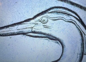 2015 P Quarter Bombay Error - 2 Eyes on Bird die chip Error - Picture 1 of 10