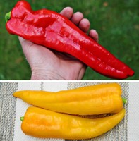 Details about / Greek Heirloom Long Hot Pepper /'/'Kafteri Kerato/'/' ~15 Top Quality Seeds RARE