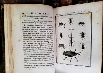 1803 BUFFON - NATURAL HISTORY OF CRUSTACEANS AND INSECTS With Engravings - Image 1 of 4