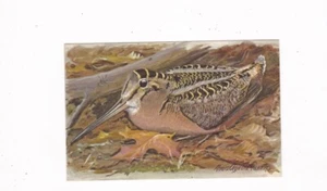 AMERICAN WOODCOCK Artist Louis A. Fuertes Post Card 1963 Waterfowl & Game Birds  - Picture 1 of 2