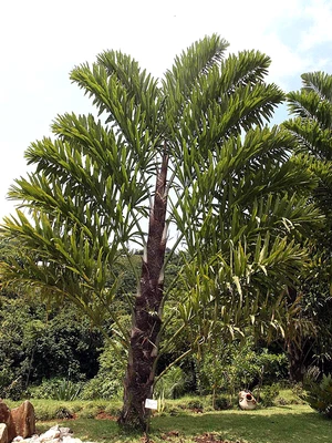 FISHTAIL PALM TREE SEEDS (Wallichia disticha) Distichous RARE Exotic Tropical - Image 1 of 4